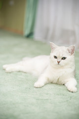 beautiful young cat breed Scottish chinchilla straight