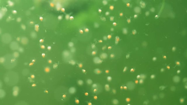 Plankton is under water. Daphnia moyna