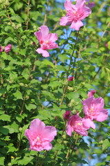 初夏の日差しが当たる芙蓉の花