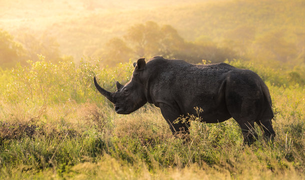 รูปภาพNashorn – เลือกดูภาพถ่ายสต็อก เวกเตอร์ และวิดีโอ7,825 | Adobe Stock