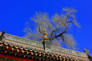 Obraz premium ridge and dead trees in a temple