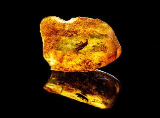 Amazing baltic amber with frozen in this piece a unknown prehistoric insect