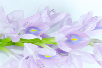 Water Hyacinth Close up