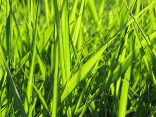 Fresh green grass in sunlight, selective focus. Bright spring nature background