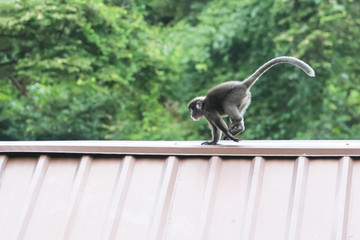 Leaf monkeys are jumping on the roof, Dusky Langur species