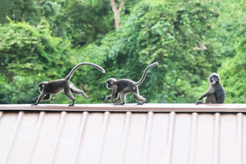 Leaf monkeys are jumping on the roof, Dusky Langur species