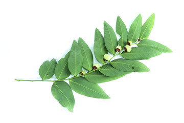 Melientha suavis Pierre Close up