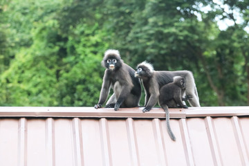 Leaf monkeys are jumping on the roof, Dusky Langur species