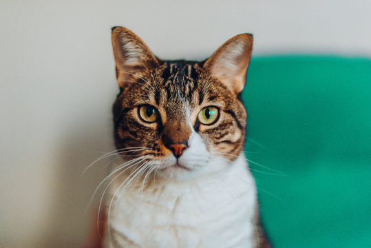 Funny cat with brown and white coat pattern