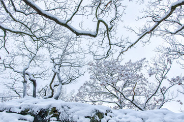 beautiful bare trees with snow atop the rocky ground of the Harz mountains in winter