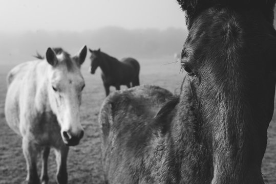 Horses on meadow in fog