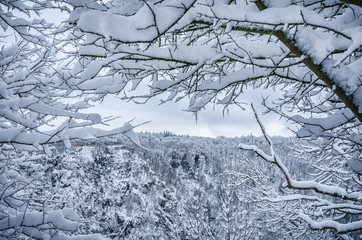 snow covered branches of forest trees on the Harz mountains frame beautifully the ancient rock...