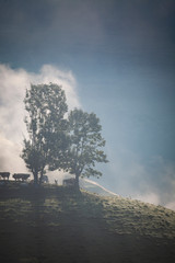 Obraz premium foggy summer landscape in the mountains, Salciua, Romania