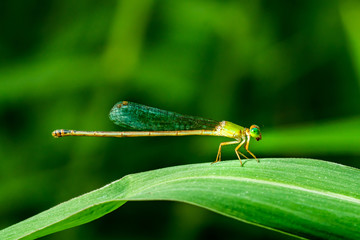 dragonfly on leaf