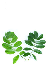 Obraz premium Jewel winorośli Zamknij się