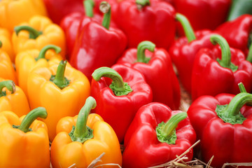 Yellow and red bell pepper ( capsicum) group on rice straw for sale