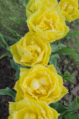 Double fringed yellow tulip