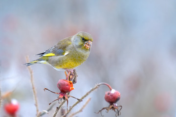 European Greenfinch (Carduelis chloris) feeding on frozen  rose hip seeds