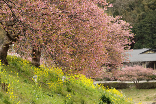 河津桜と菜の花の風景