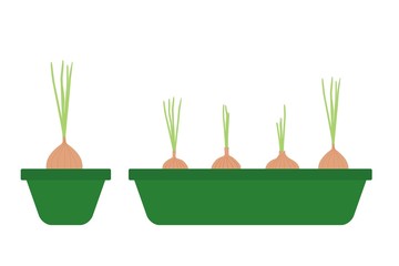 Onion in the pot and tray vector illustration eps