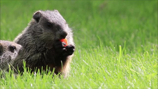Adorable funny young groundhog (Marmota Monax) enjoys eating a carrot in lush green grass on a sunny spring morning as another tries to steal carrot but fails
