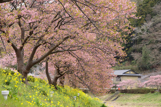 河津桜と菜の花の風景