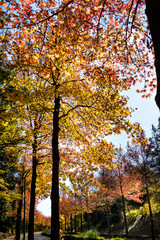 Autumn leaves seen in the housing complex in Tama City, Tokyo, Japan