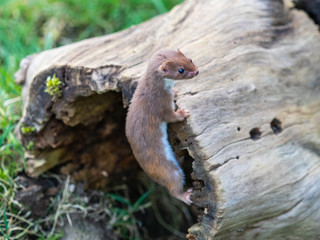 Weasel or Least weasel (mustela nivalis