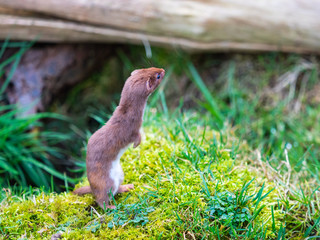 Weasel or Least weasel (mustela nivalis