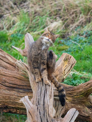 Scottish wildcat (Felis silvestris grampia), or Highland tiger