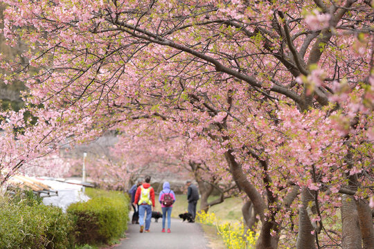 河津桜と菜の花の風景