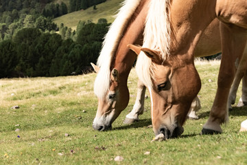 Horse over Dolomite landscape Geisler or Odle mountain Dolomites Group, Val di Funes, tourist region of Italy