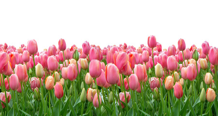 Pink tulips field isolated on white background