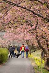 Fototapeta premium 河津桜と菜の花の風景