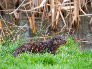 Young Eurasian otter (Lutra lutra), European otter