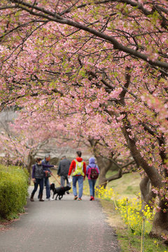 河津桜と菜の花の風景