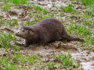 Young Eurasian Otter (Lutra lutra) Playing in the Mud