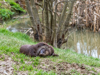 Otter Mother and Young Cub. In Winter. Lutra Lutra.