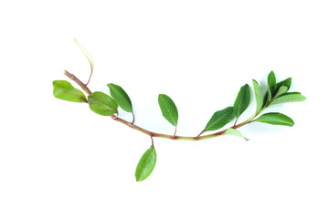 Sunrose willow Close up