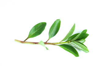 Sunrose willow Close up