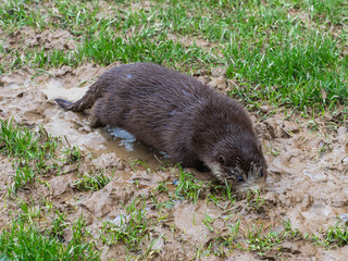 Young Eurasian Otter (Lutra lutra) Playing in the Mud