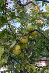 Fruit of chinese quince, on the branch