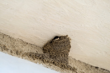 Nest of swallows
