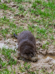 Young Eurasian Otter (Lutra lutra) Playing in the Mud