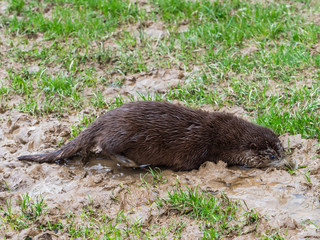 Young Eurasian Otter (Lutra lutra) Playing in the Mud