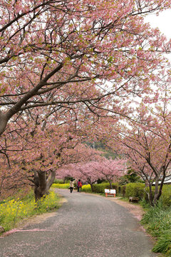 河津桜と菜の花の風景