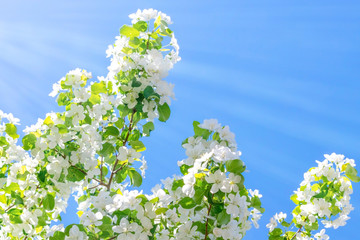 Flowering branches of Apple trees illuminated by the sun against the blue sky.