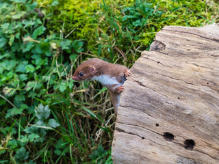 Weasel or Least weasel (mustela nivalis