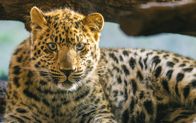 Süßer Amurleopard, Portrait