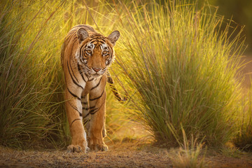 Amazing tiger in the nature habitat. Tiger pose during the golden light time. Wildlife scene with danger animal. Hot summer in India. Dry area with beautiful indian tiger. Panthera tigris. © photocech